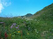 Tanti altri fiori sempre nella conca dei Campelli (1)